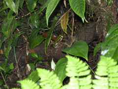 Lithobates vibicarius
