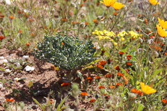 Gethyllis britteniana