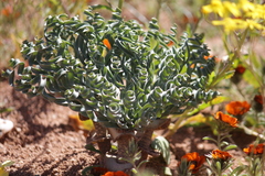 Gethyllis britteniana