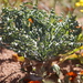 Gethyllis britteniana - Photo (c) Noeleen du Toit, algunos derechos reservados (CC BY-SA), subido por Noeleen du Toit