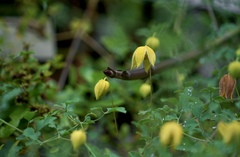 Clematis akebioides