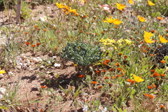 Gethyllis britteniana