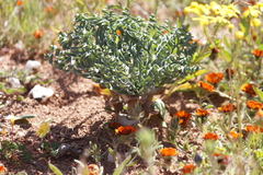 Gethyllis britteniana
