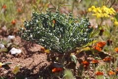 Gethyllis britteniana