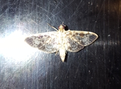 Rhimphaliodes macrostigma