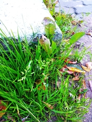 Poa annua