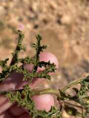 Pelargonium denticulatum