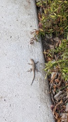 Sceloporus occidentalis
