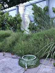 Zoysia pacifica