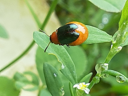 Knotweed Leaf Beetle photo 6