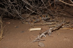Teratoscincus keyserlingii