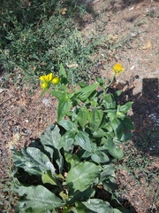 Verbesina encelioides