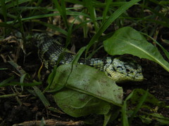 Abronia taeniata
