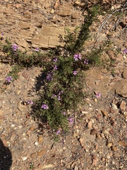 Pelargonium denticulatum