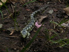 Abronia taeniata