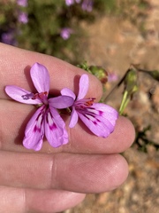 Pelargonium denticulatum