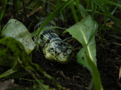 Abronia taeniata