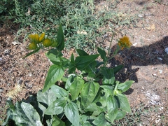 Verbesina encelioides