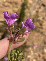 Pelargonium denticulatum