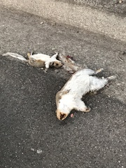 Sciurus carolinensis