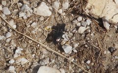 Pterostichus jurinei