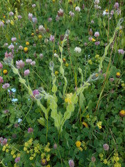 Hieracium valdepilosum