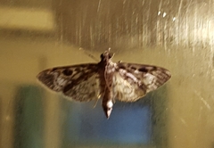 Rhimphaliodes macrostigma