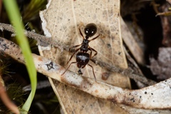 Notoncus ectatommoides