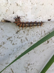 Polygonia interrogationis
