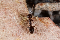 Notoncus ectatommoides
