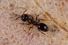 Notoncus ectatommoides