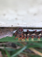 Polygonia interrogationis