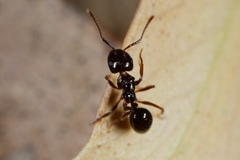 Notoncus ectatommoides