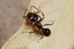 Notoncus ectatommoides