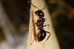 Notoncus ectatommoides