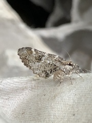 Stamnodes gibbicostata