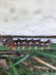 Polygonia interrogationis