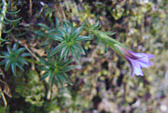 Gentiana loureiroi