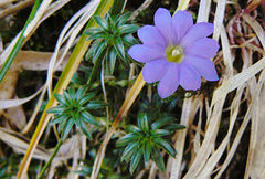 Gentiana loureiroi