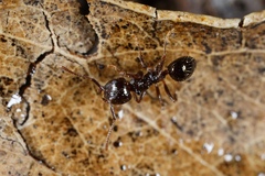 Notoncus ectatommoides