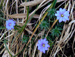 Gentiana loureiroi