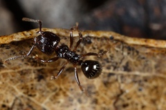 Notoncus ectatommoides