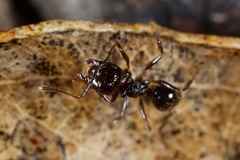 Notoncus ectatommoides