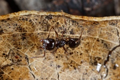 Notoncus ectatommoides