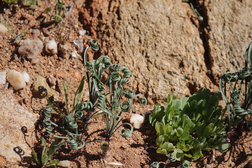 Gethyllis verticillata