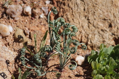 Gethyllis verticillata