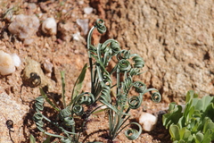 Gethyllis verticillata