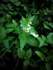 Lamium album