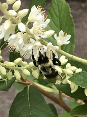 Bombus impatiens