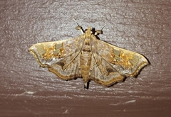 Chrysothyridia invertalis